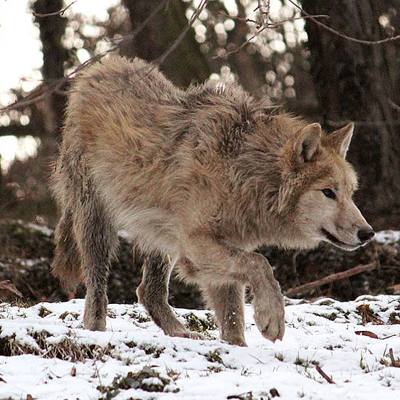 Hudson Bay Wolf