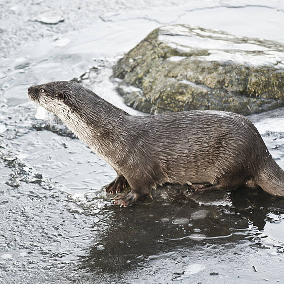 Fischotter in der Tierwelt Herberstein (c) Andreas Zoellick | pixalio.de