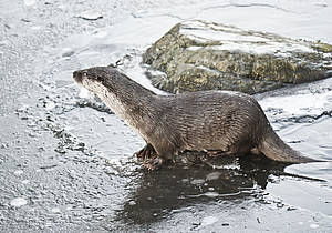 Fischotter