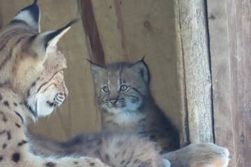 Luchs-Nachwuchs in der Tierwelt Herberstein.