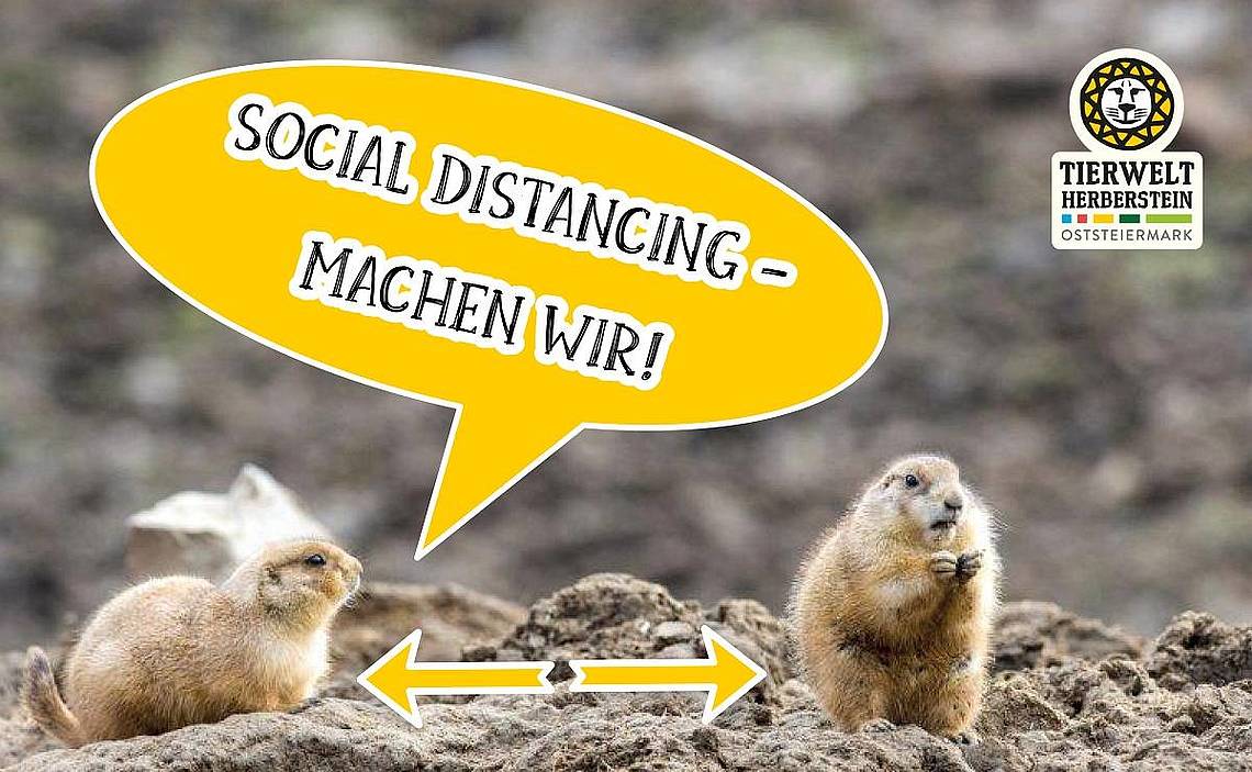 Social Distancing in der Tierwelt Herberstein