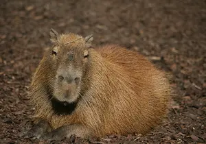 Capybara in der Steiermark
