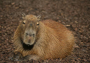 Capybara in der Steiermark