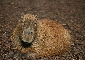 Capybara in der Steiermark