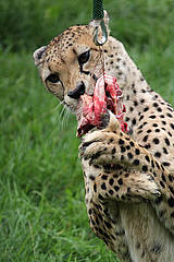 Gepard fängt Fleischstück in der Tierwelt Herberstein