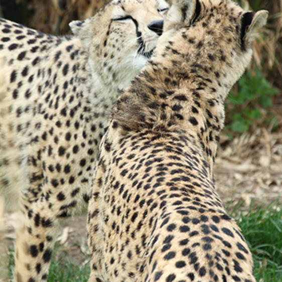 Gepard im Tierpark in der Steiermark