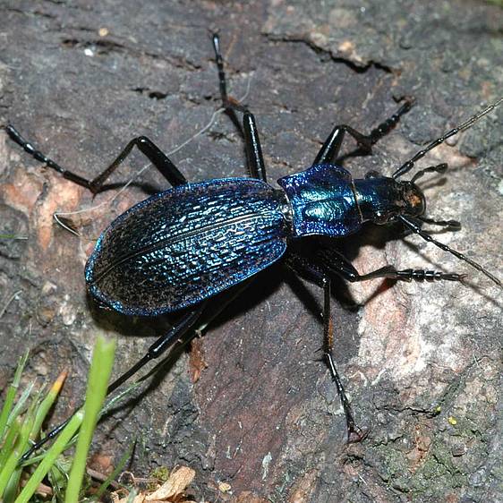 Dunkelblauer Laufkäfer in der Tierwelt Herberstein