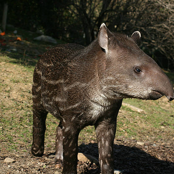 Flachland Tapir