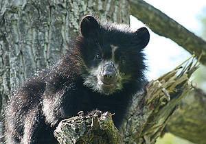 Brillenbär in der Steiermark