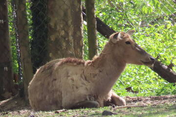 Tierbabys in der Steiermark