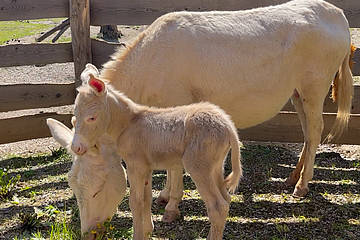 Barockesel in der Tierwelt Herberstein