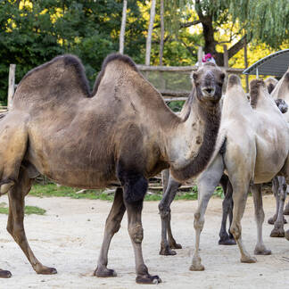 Kamele in der Tierwelt Herberstein.