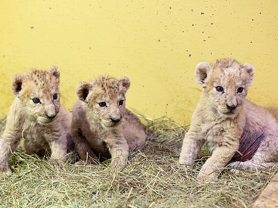 weitere Informationen zum Löwentagebuch von Mama Amira im Blog der Tierwelt Herberstein