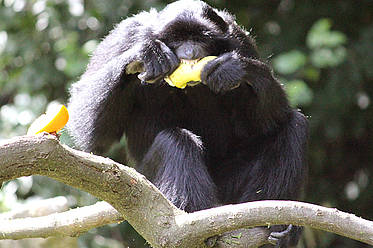 Siamang in der Tierwelt Herberstein