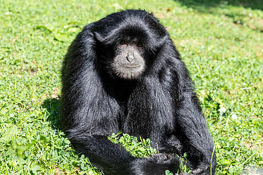 Siamang in der Tierwelt Herberstein