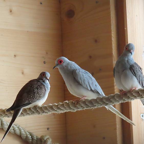 Diamanttäubchen in der Tierwelt Herberstein