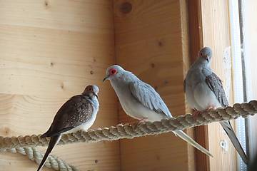 Diamanttäubchen in der Tierwelt Herberstein