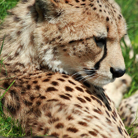 Gepard im Tierpark in der Steiermark