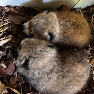 Roter Panda Nachwuchs in der Tierwelt Herberstein.