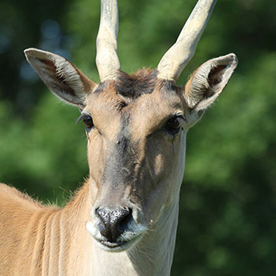 Elenantilope
