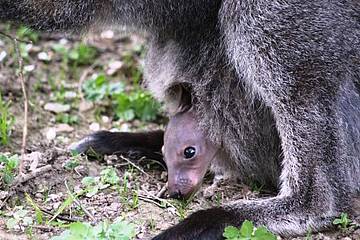 Känguru Jungtier in der Tierwelt Herberstein