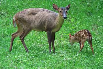 Muntjak Jungtier in der Tierwelt Herberstein