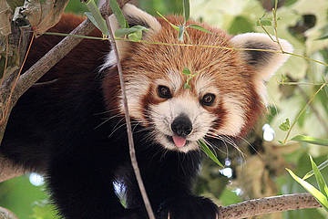 Roter Panda in der Tierwelt Herberstein