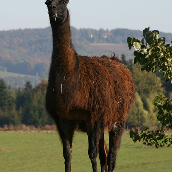 Lama