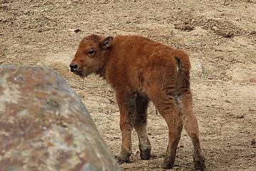 Bisonkalb in der Tierwelt Herberstein