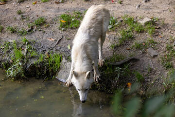Hudson Bay Wolf beim Vollmondfest in der Tierwelt Herberstein.
