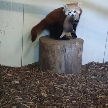 Roter Panda Nachwuchs in der Tierwelt Herberstein.