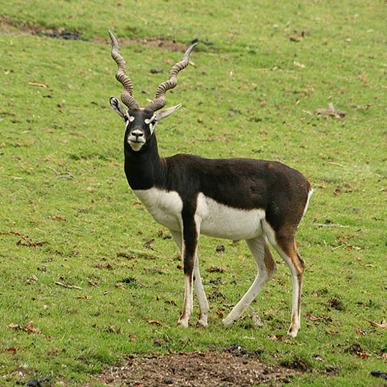 Hirschziegen-Antilope