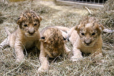 Königskinder - Drei Löwenbabys in der Tierwelt Herberstein