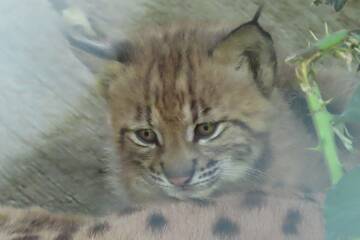 Luchs-Nachwuchs in der Tierwelt Herberstein.