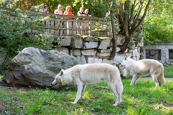 Patentiere von Nicole Schmidhofer in der Tierwelt Herberstein
