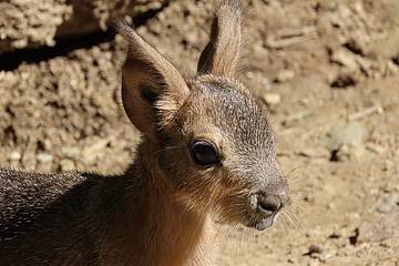 Mara Jungtier in der Tierwelt Herberstein