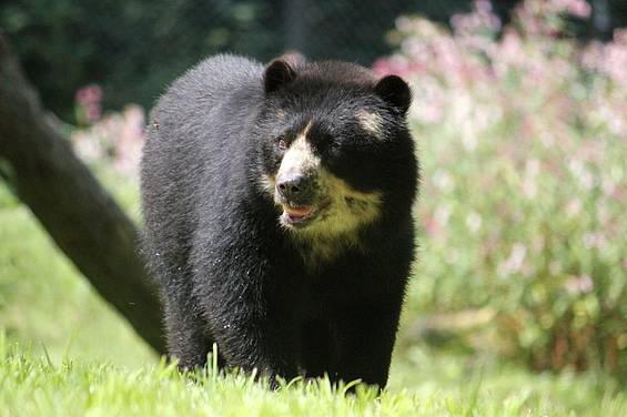 Brillenbär in der Tierwelt Herberstein