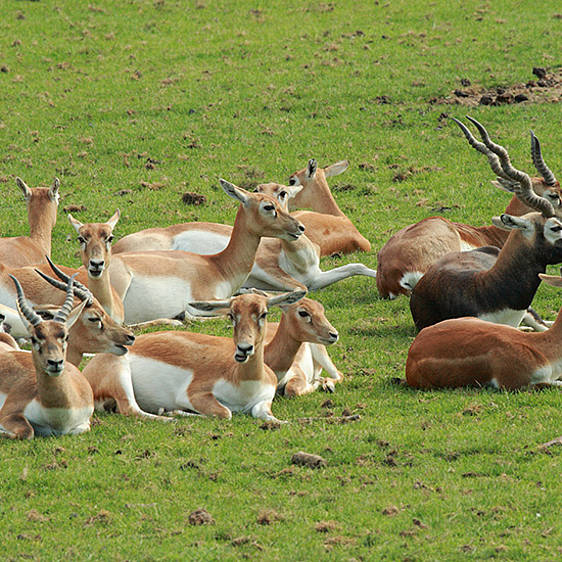 Hirschziegen-Antilope