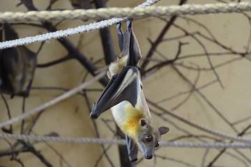 Nachwuchs bei den Palmenflughunden in der Tierwelt Herberstein