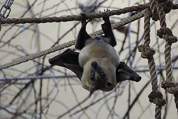 Nachwuchs bei den Palmenflughunden in der Tierwelt Herberstein