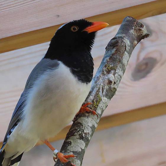 Rotschnabelkitta in der Tierwelt Herberstein