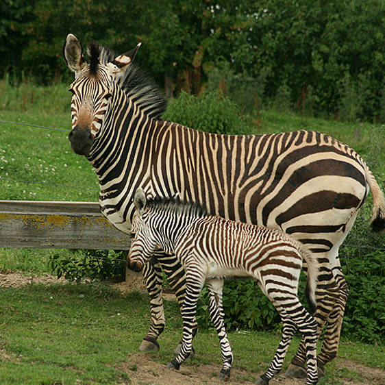 Hartmann Bergzebra