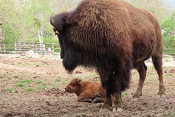 Bisonkalb in der Tierwelt Herberstein