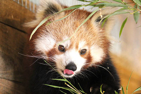 Roter Panda in der Tierwelt Herberstein