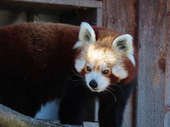Roter Panda in der Tierwelt Herberstein