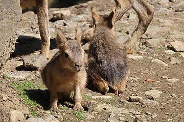 2 Mara Babys in der Tierwelt Herberstein