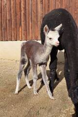 Tierbabys in der Steiermark