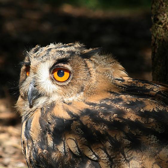 Uhu in der Tierwelt Herberstein (c) angieconscious | pixelio.de