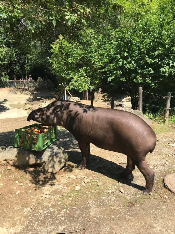 Tapir frisst Äpfel in der Tierwelt Herberstein