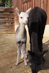 Tierbabys in der Steiermark